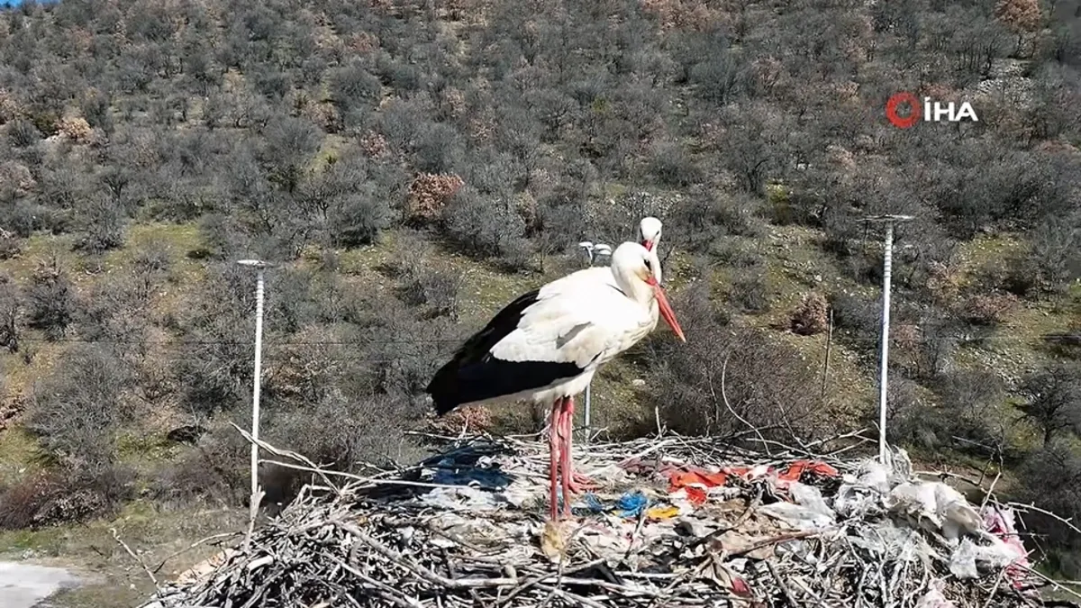 Baharın habercisi olan leylekler, Ankara’ya ulaştı Baharın habercisi olan leylekler, Ankara’ya ulaştı