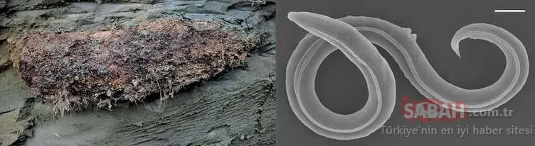 46 bin yıl sonra uykusundan uyandırdılar! Dünya bu görüntülere akıl sır erdiremedi…