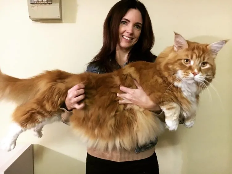 İşte dünyanın belki de en uzun kedisi