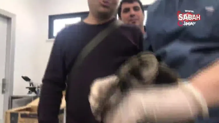 Üsküdar’da Ebabil kuşu bulundu