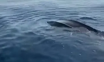 Göcek açıklarında dev Caretta Caretta