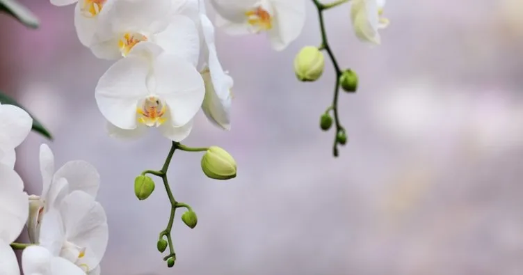 Orkide Çiçeği Anlamı: Orkide Çiçeğinin Anlamı Nedir, Neyi Simgeler, Ne Demek?