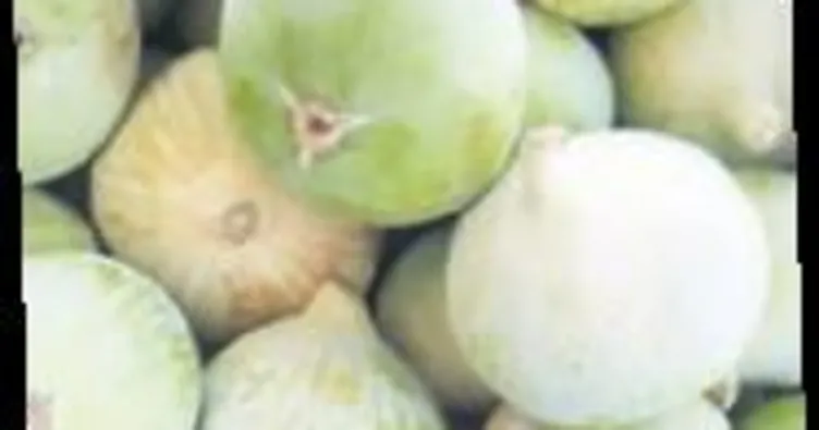 İncirde 7 bin ton rekolte bekleniyor