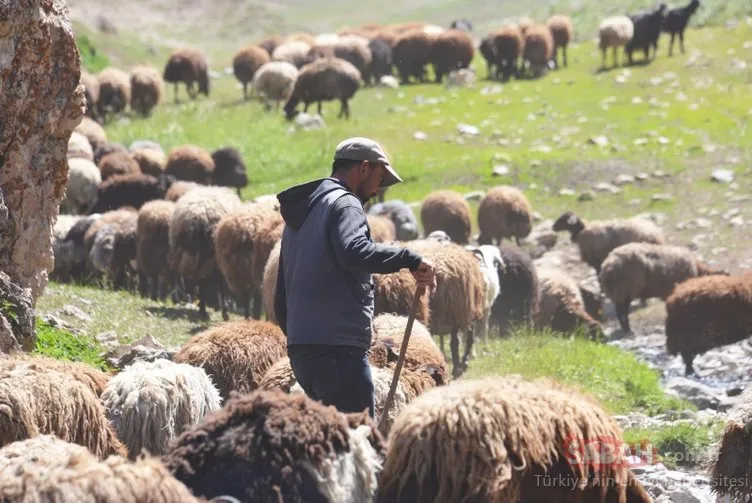 Fenomen çoban Erdal Karadağ aylık kazancını açıkladı!