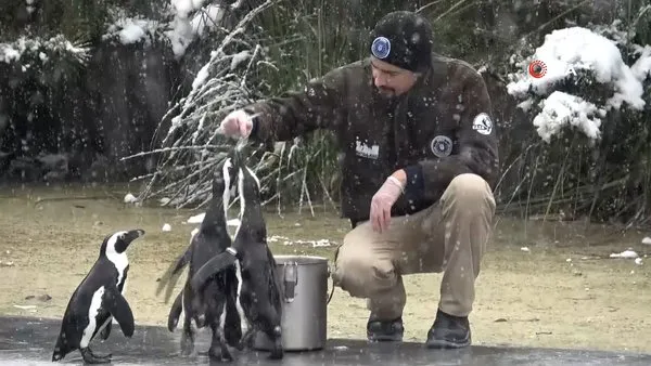 Bursa'da kar altında penguenlerin beslenme saati.