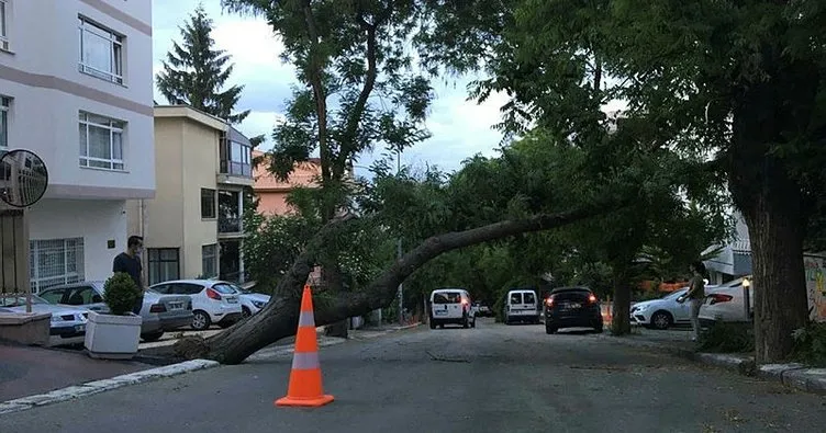 Başkentte fırtına nedeniyle ağaç devrildi