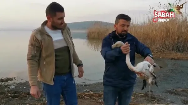 Ayağı kırılan flamingoyu kurtardılar... İlk müdahaleyi vatandaş yaptı | Video