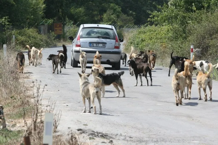 İstanbul Valiliği’nden 39 ilçeye sokak köpeklerini toplayın talimatı!