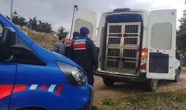 Kırıkkale’de köpek dövüşü operasyonu: 2 kişi kıskıvrak yakalandı! #kirikkale