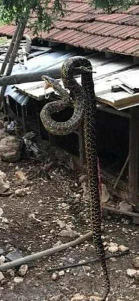 bursa da bir kumesten 2 5 metrelik