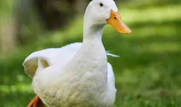 Rüyada ördek görmek ne anlama gelir?