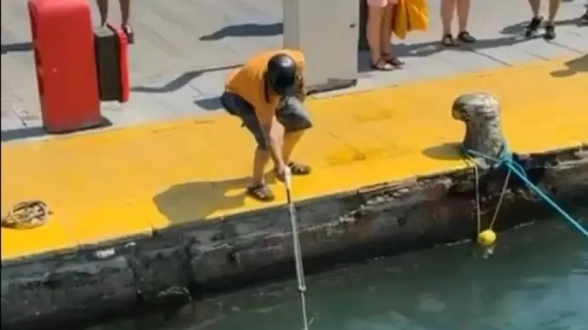 Dünyanın en hızlı deniz canlısını zıpkınla vurdular! Dünyanın en hızlı deniz canlısını zıpkınla vurdular!