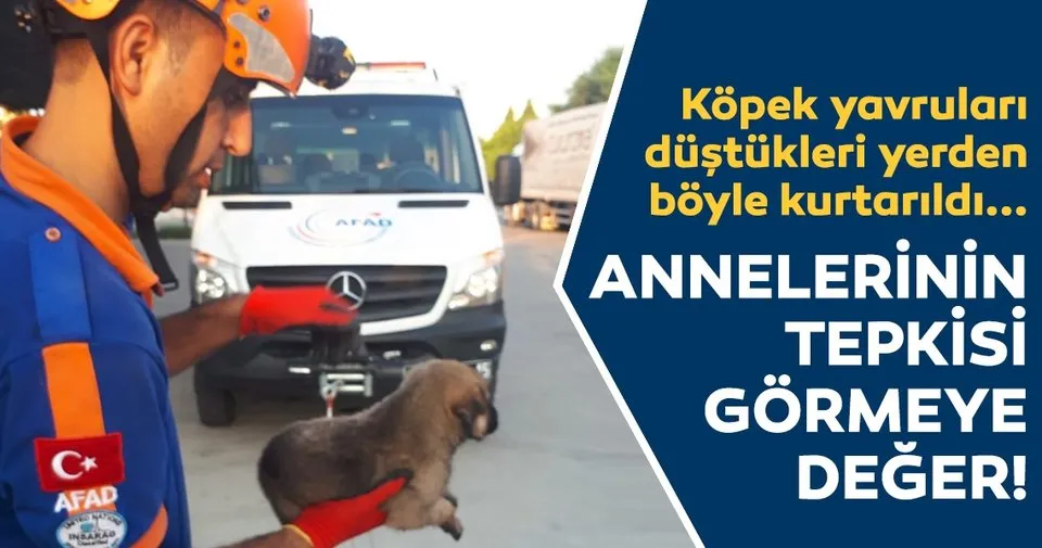 Adana�da rögardan düşen köpek yavruları kurtarıldı Son Dakika Yasam