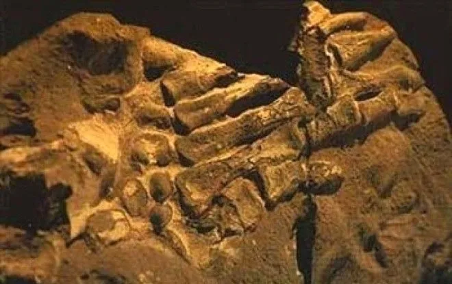 Sosyal medyanın konuştuğu kare: Kimse fotoğrafa anlam veremiyor...