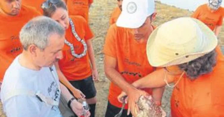 Yavru flamingolara takip halkalaması