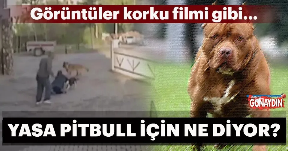 yasa pitbull icin ne diyor son