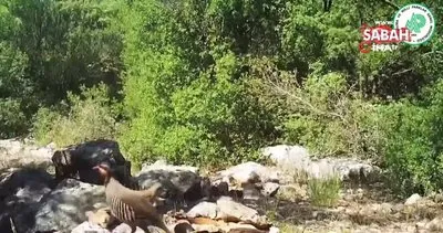 DKMP, fotokapana takılan yabani hayvanların görüntüsünü paylaştı | Video