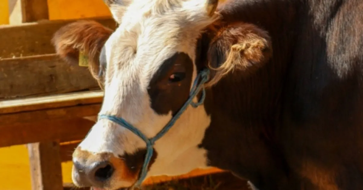 kurbani hastalikli cikanlar vatandaslara uyari son dakika haberler