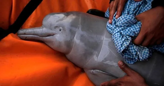 Brezilya Amazonlarında son bir haftada 100’den fazla ölü yunus bulundu Brezilya Amazonlarında son bir haftada 100’den fazla ölü yunus bulundu