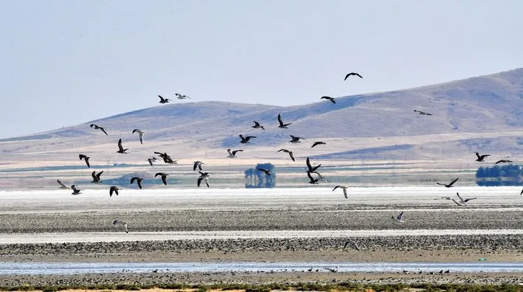 Kuşlar Seyfe gölünü terk etti