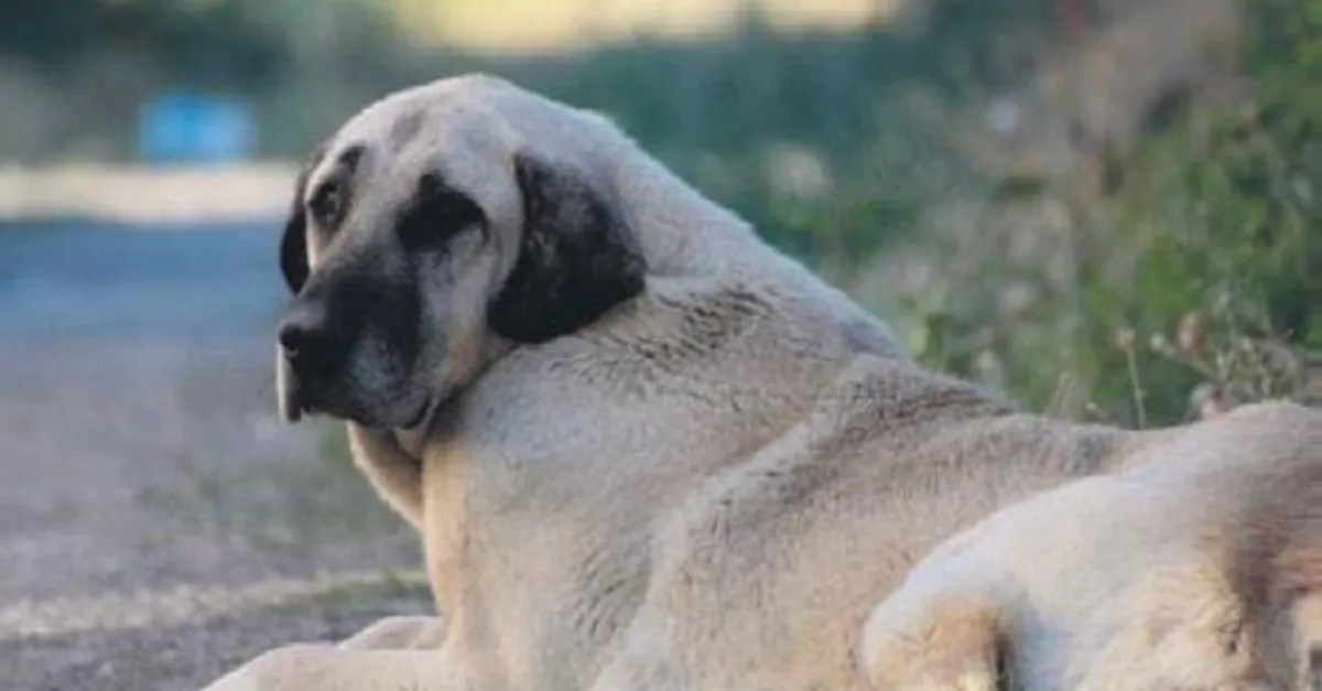 Kendisine Saldiran Kopegi Bicakladi Ankara Baskent Haberleri