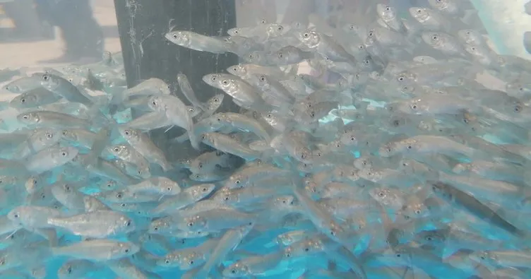İzmit Körfezi’ne 6 bin balık daha bırakıldı