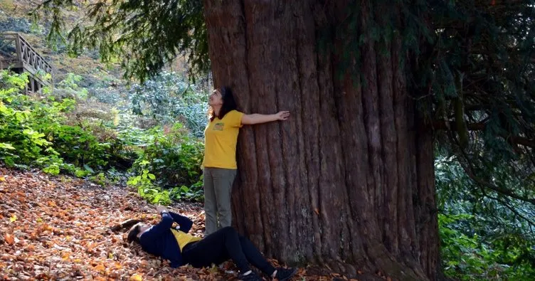 Dünyanın en yaşlı 5. ağacı Zonguldak’ta... Görenler hayran kalıyor!
