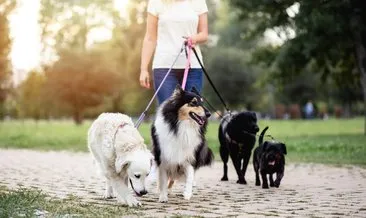Köpek cinsleri nelerdir? Küçük, büyük, cins ve süs köpeği türleri ve özellikleri!
