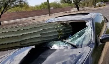 Arizona’da otomobil kaktüse daldı