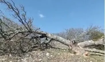 Vatandaşlardan CHP’li belediyenin ağaç kıyımına tepki