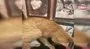 Ressam kadının sokaktan sahiplendiği kedi ‘masör’ çıktı | Video