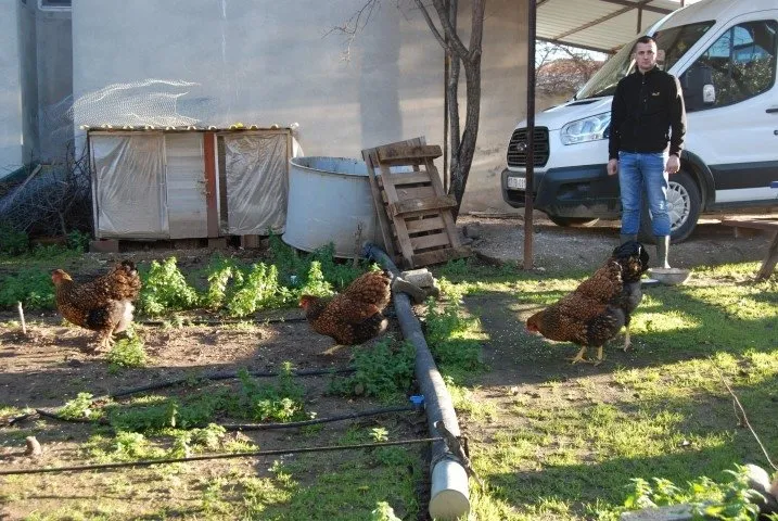 Bu tavukların tanesi 2 bin, yumurtası 40 lira