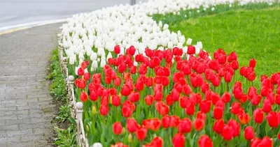 Rize’de lale vakti: 60 Bin lale toprakla buluştu #rize