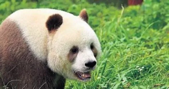 ‘En mutsuz panda’ hayatla barıştı