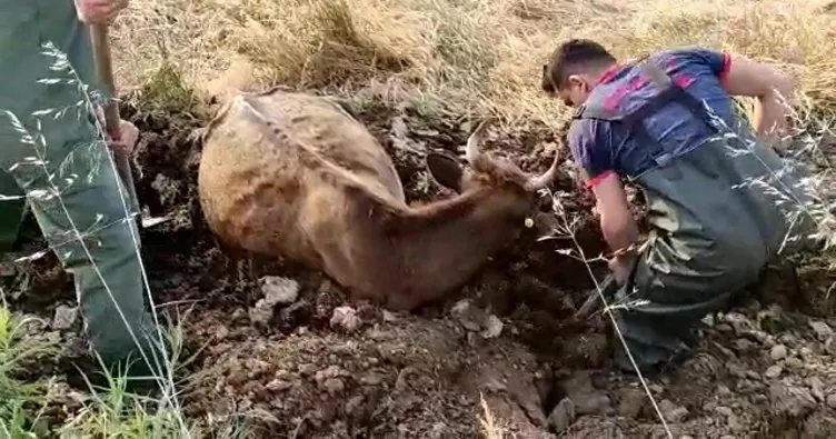 Çamura saplanan ineği itfaiye kurtardı