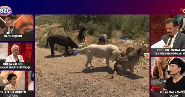 Sözcü TV’de skandal ’başıboş köpekler düzenlemesi’ yayını: Sokak savaşları başlar tehdidi!