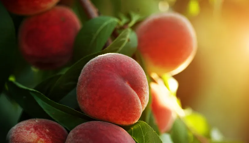 Şeftalinin faydaları!