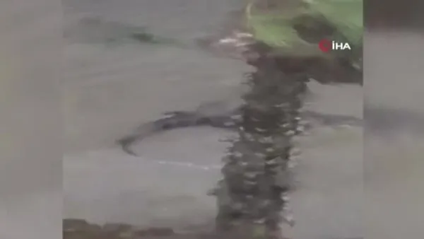 Sally Kasırgasının vurduğu Alabama’da dev timsahlar sokağa indi | Video