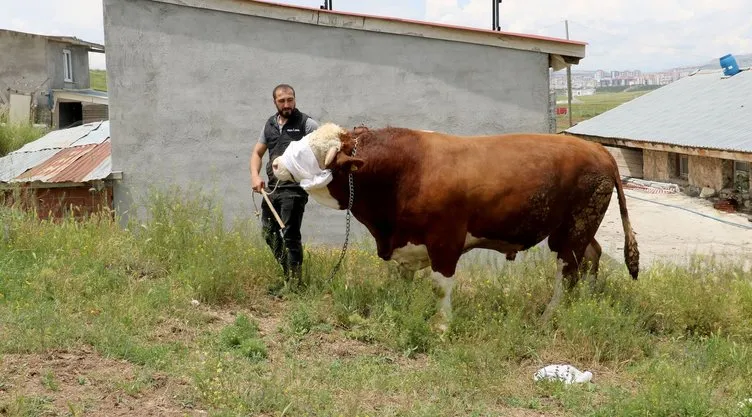 Değer biçilemiyor: Tam 1 ton 42 kilogram!