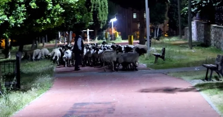 Ağıldan kaçan 110 koyun parkta otlarken bulundu