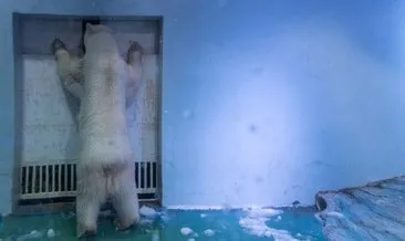 Rusya’da kutup ayıları nedeniyle ilan edilen ‘acil durum’ sürüyor