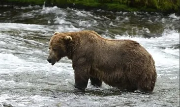 Japonya’da havalimanında panik: Ayı piste girdi