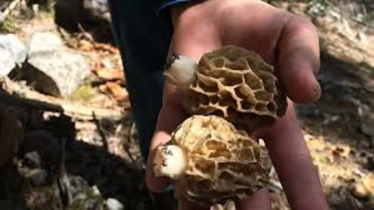 Toroslar’da mesai başladı! Çok nadir bulunuyor, kilosu 1.500 lira