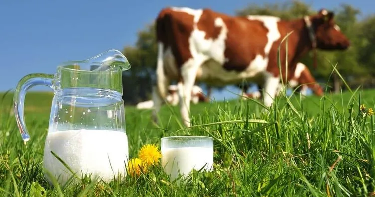 Toplanan inek sütü miktarı şubatta yıllık bazda yüzde 0,5 artarak 793 bin 384 ton oldu