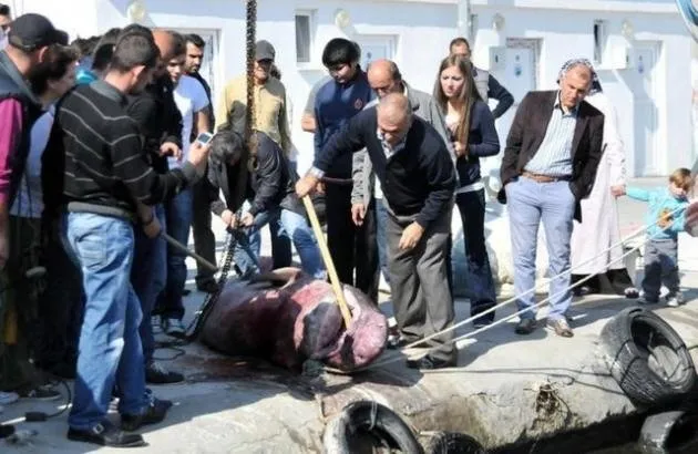 Marmara’da ağlara köpekbalığı takıldı