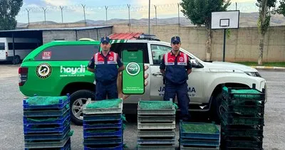 Ağrı'da 300 kilogram canlı kurbağa ele geçirildi #agri