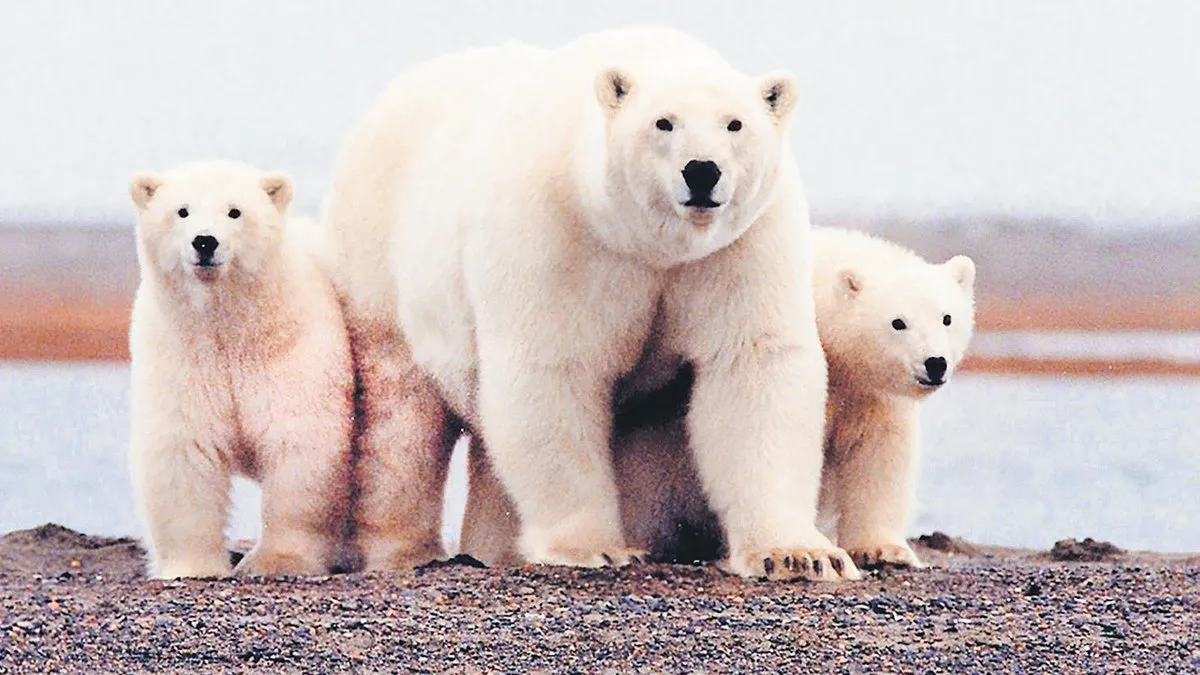 Isınma, kutup ayılarının hastalık riskini artırıyor Isınma, kutup ayılarının hastalık riskini artırıyor