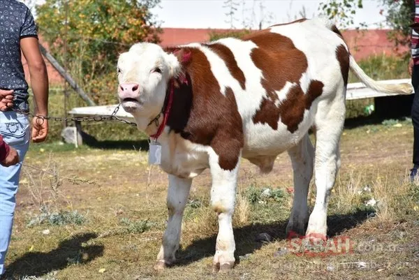 Kars'ta buzağı güzellik yarışması