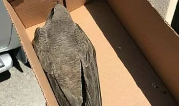 Kırklareli’nde bulunan ebabil kuşu doğaya bırakıldı