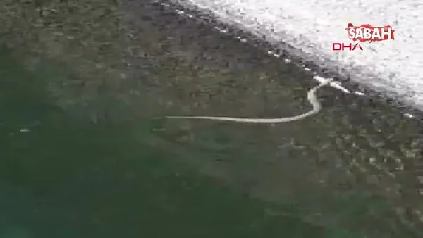 Yılanın balığı yakaladığı an kamerada | Video